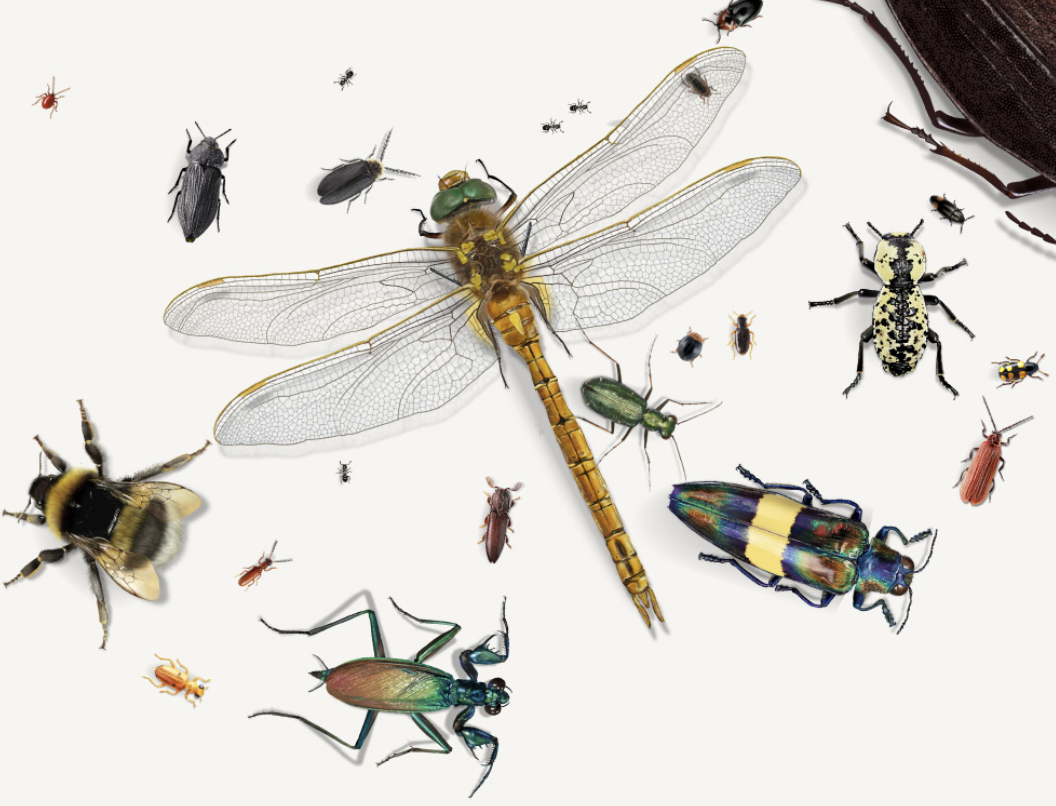 Insects the effect of declining populations in ecosystems